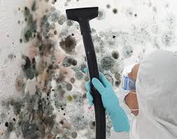 Trusted Willis, TX Mold Prevention & Removal  Experts